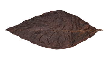 Maduro Oscuro3