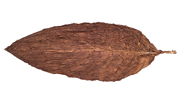 Ecuadorian Sumatra 3