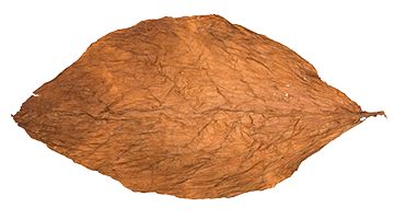 Ecuadorian Connecticut Leaf 3
